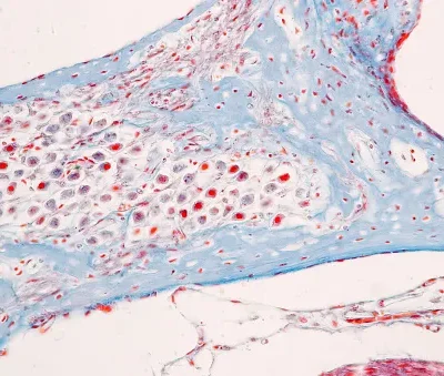 characteristics tissue of internal ear human under the microscope in lab